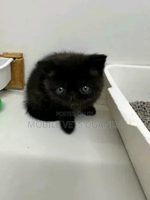 0-1 month Male Purebred Persian