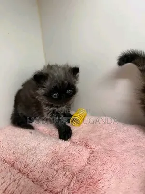 0-1 month Male Purebred Persian