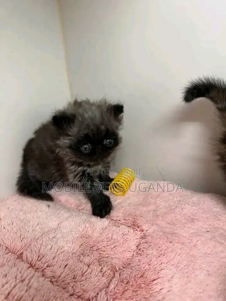 0-1 month Male Purebred Persian