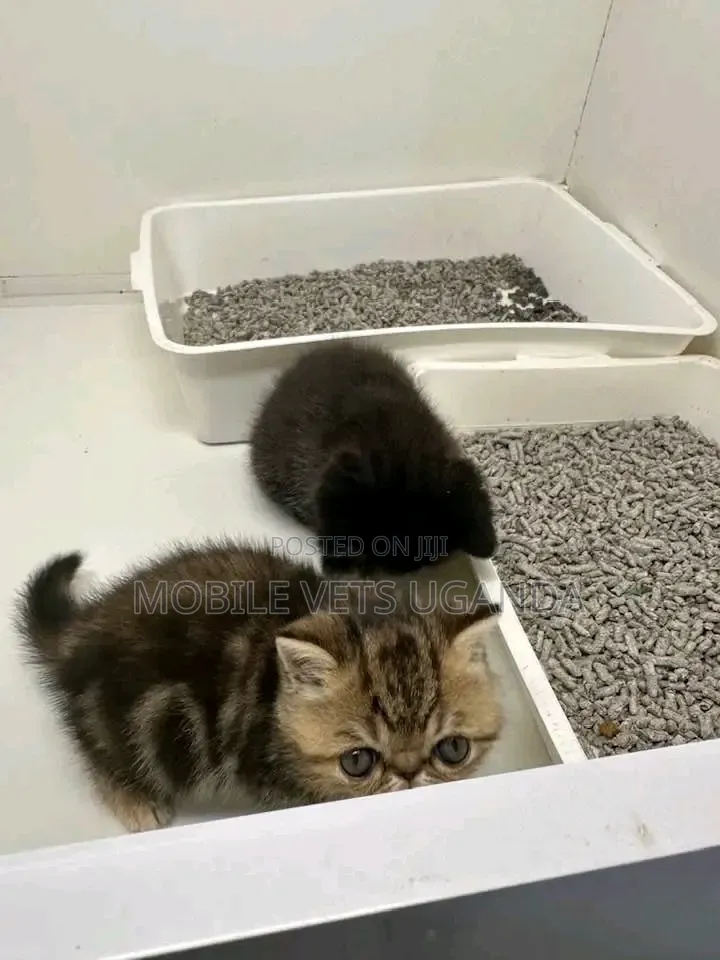 1-3 months Male Purebred Persian