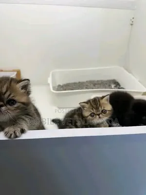 1-3 months Female Purebred Persian