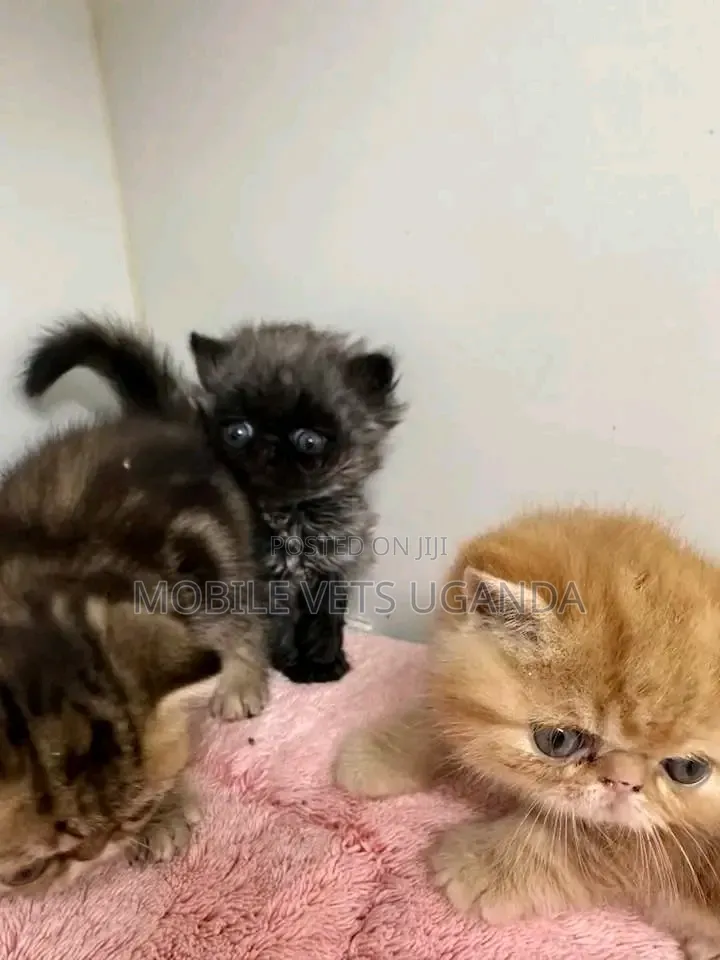1-3 months Male Purebred Persian
