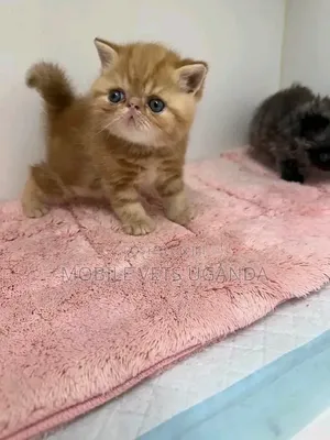 1-3 months Female Purebred Persian