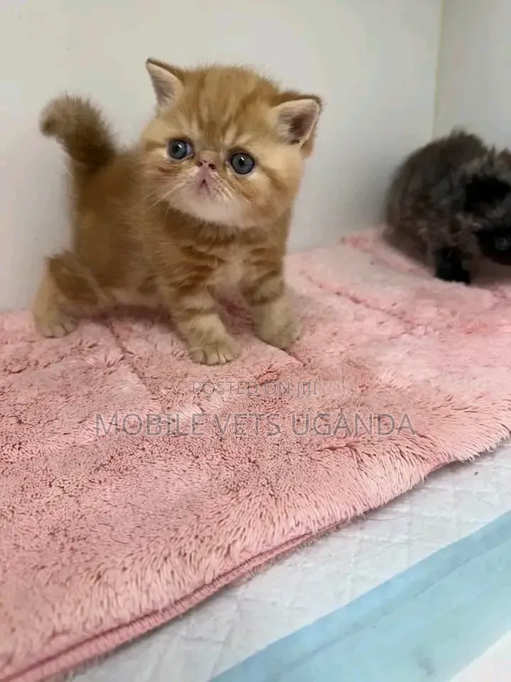1-3 months Female Purebred Persian