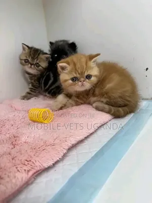 1-3 months Male Purebred Persian