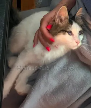 1-3 months Male Purebred American Bobtail