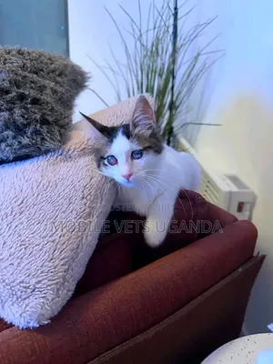 1-3 months Male Purebred Balinese