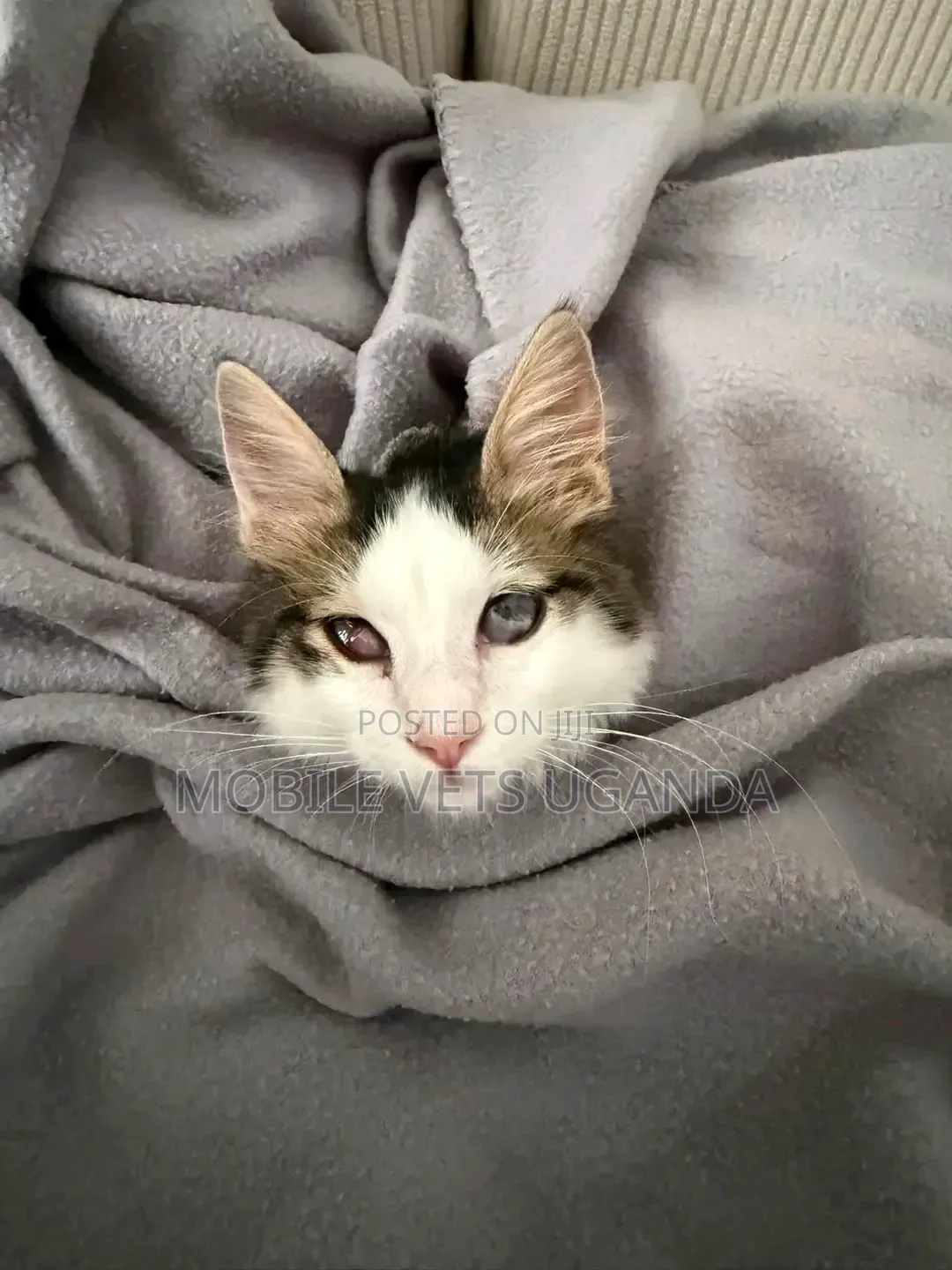 1-3 months Male Purebred Maine Coon