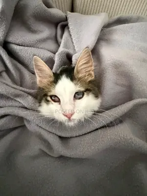 1-3 months Male Purebred Maine Coon