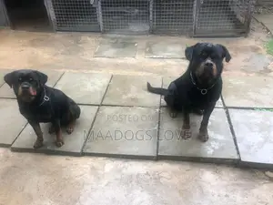 1-3 months Male Purebred Rottweiler