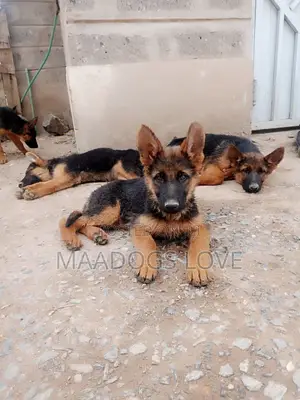 3-6 months Male Purebred German Shepherd