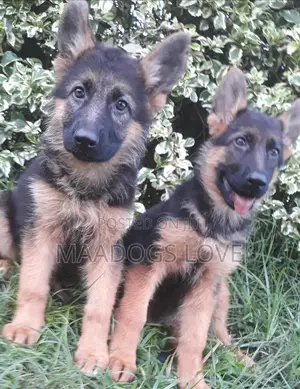 3-6 months Male Purebred German Shepherd