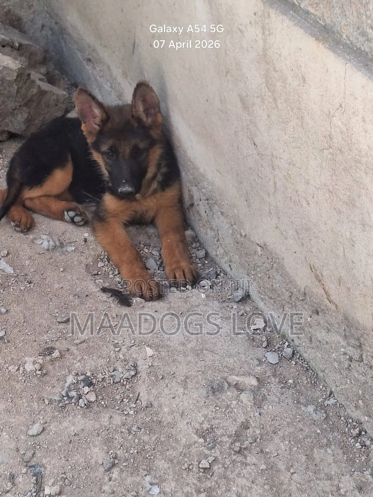 3-6 months Male Purebred German Shepherd
