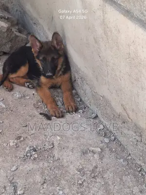 3-6 months Male Purebred German Shepherd