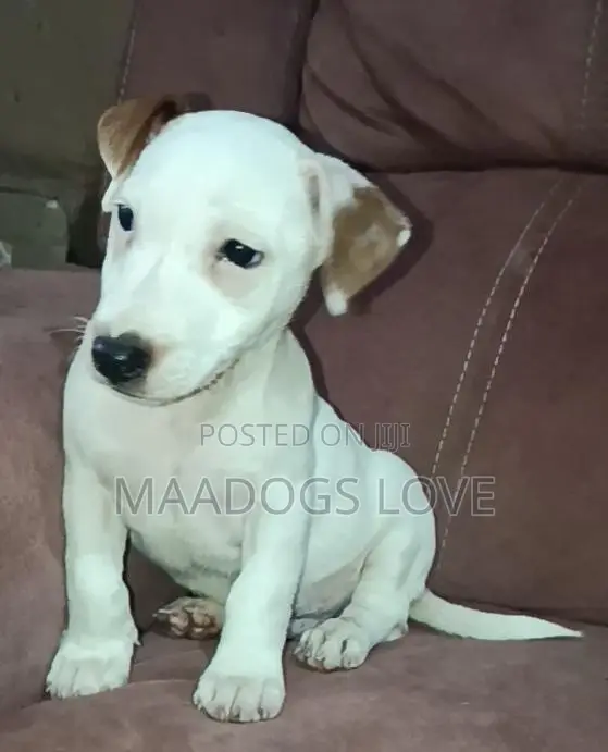 1-3 months Male Purebred Jack Russell Terrier