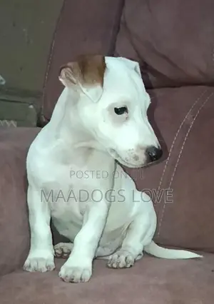 1-3 months Male Purebred Jack Russell Terrier