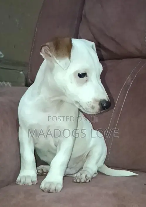 1-3 months Male Purebred Jack Russell Terrier