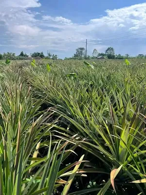 Pineapple Sucker Available
