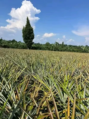 Pineapple Sucker Available