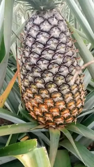 Pineapple Sucker Available