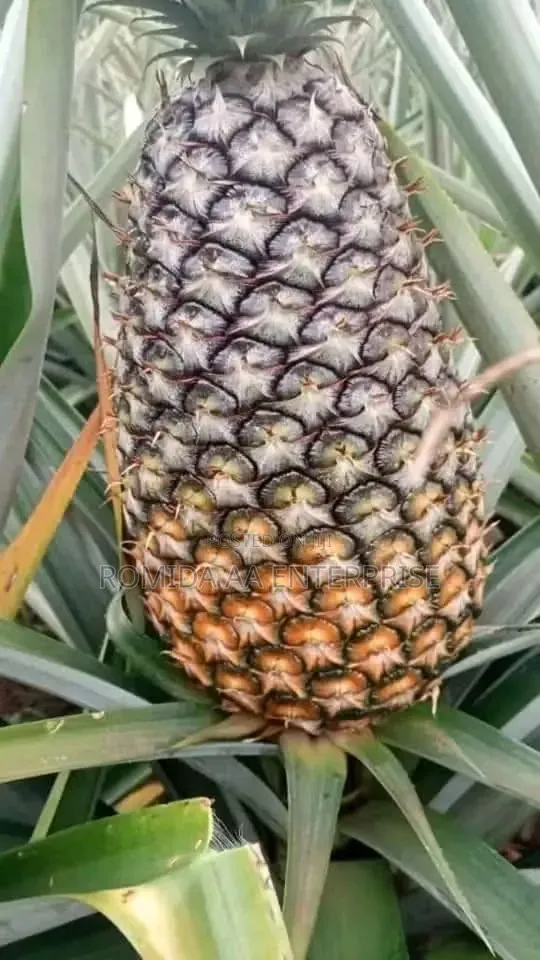Pineapple Sucker Available