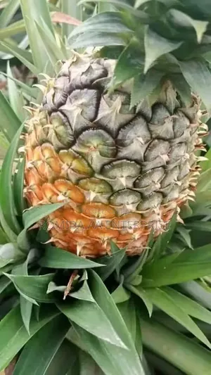 Pineapple Sucker Available