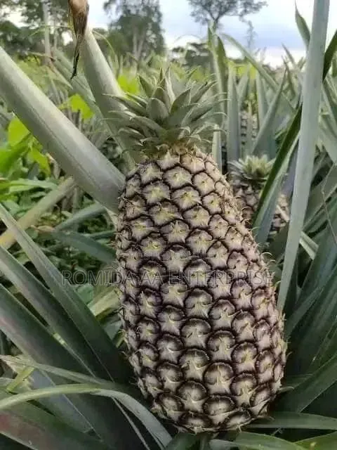 Pineapple Sucker Available