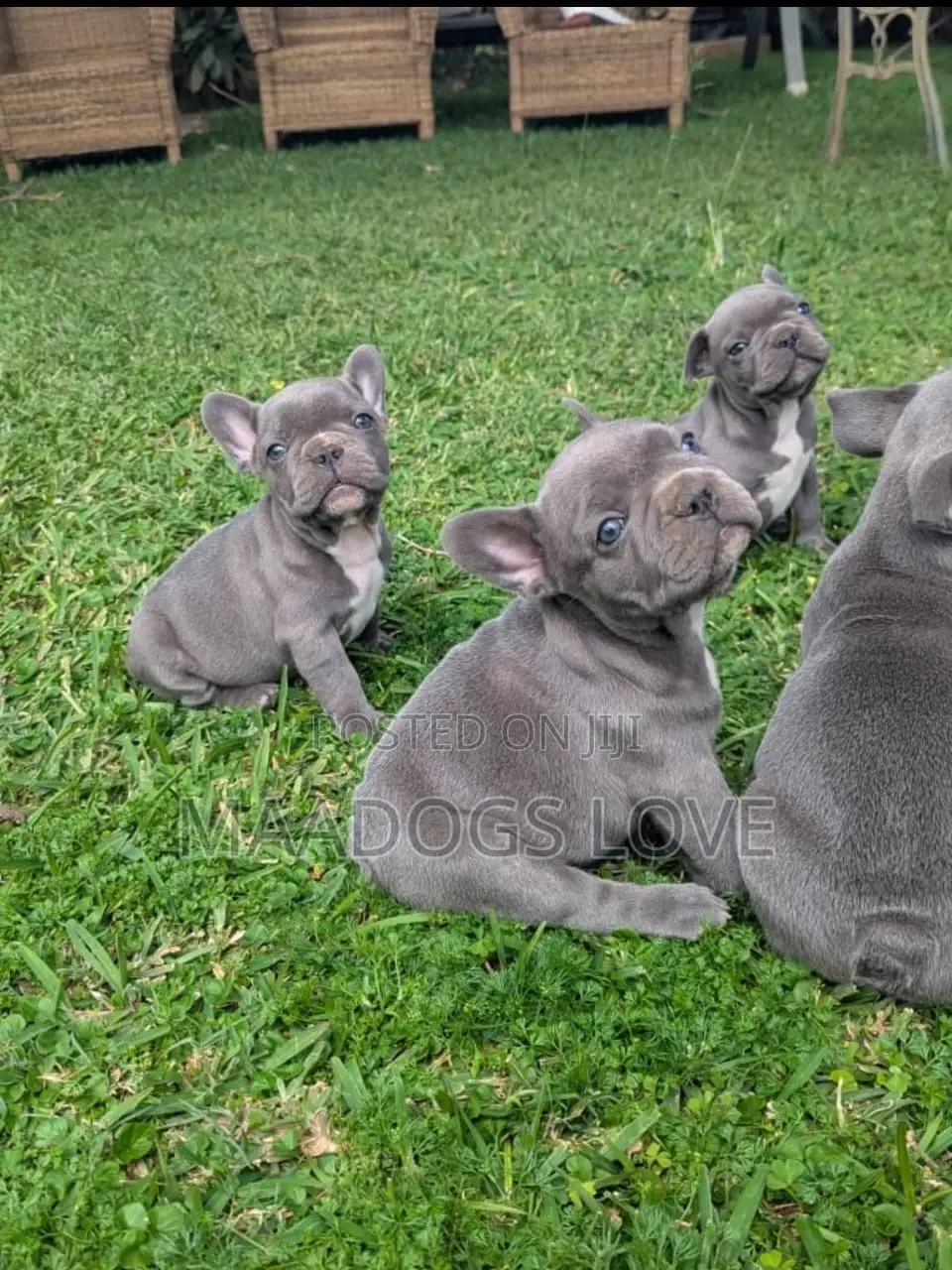 1-3 months Male Purebred French Bulldog