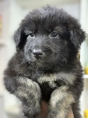 1-3 months Male Purebred German Shepherd