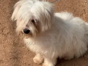 6-12 months Male Purebred Maltese