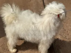 6-12 months Male Purebred Maltese