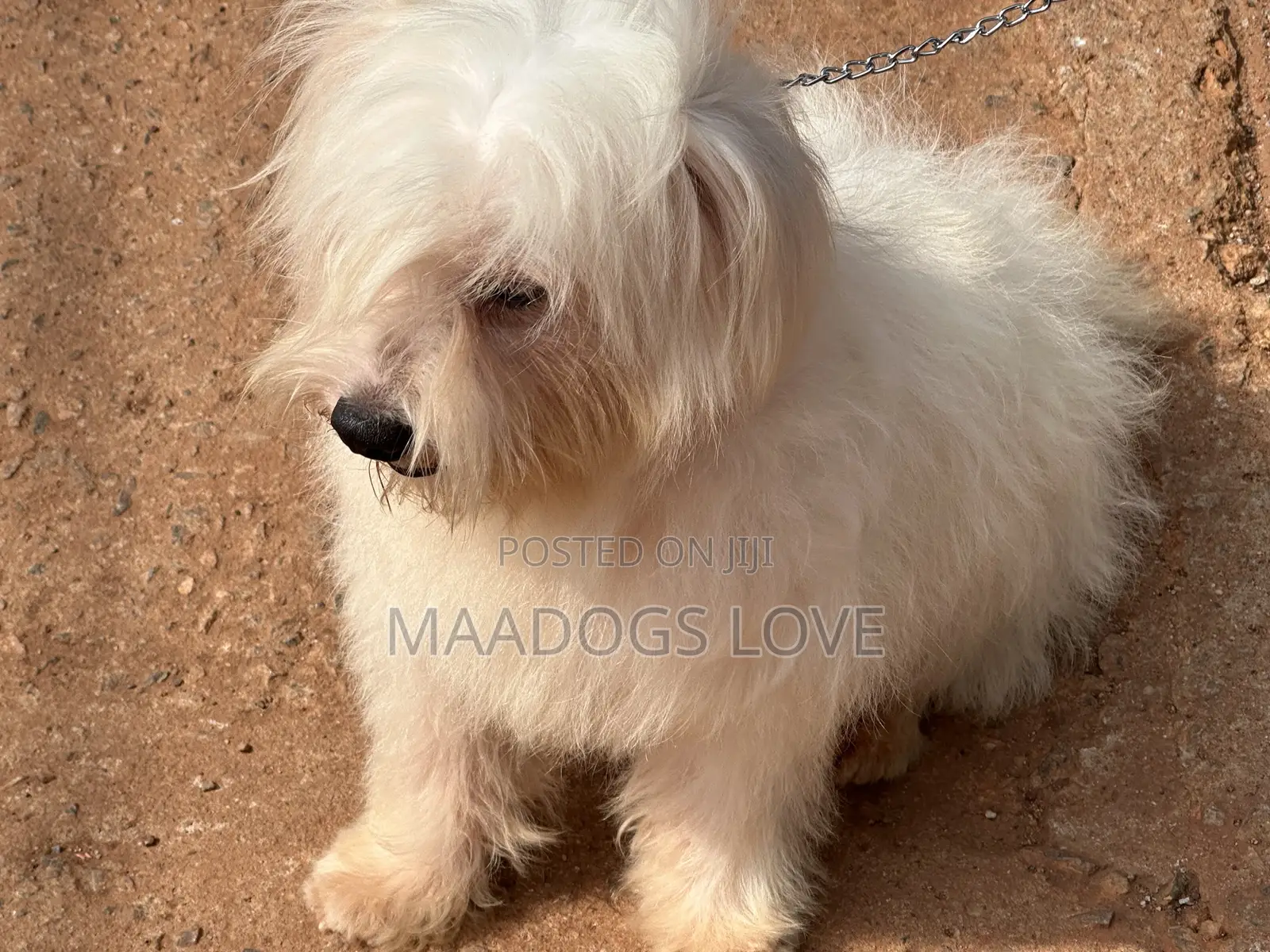 6-12 months Male Purebred Maltese