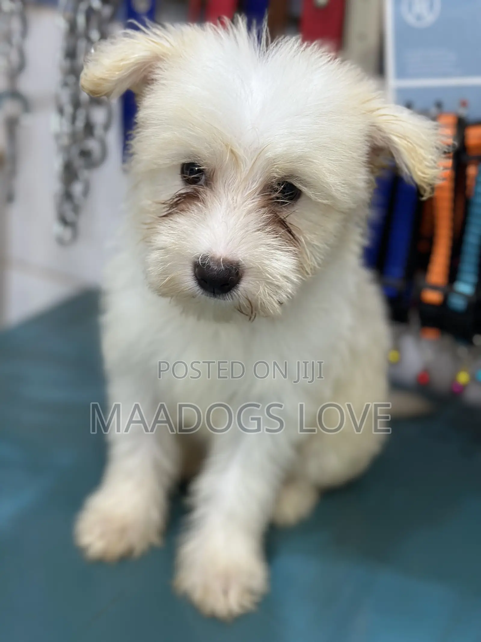 3-6 months Female Purebred Maltese