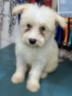 3-6 months Female Purebred Maltese