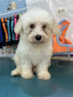3-6 months Female Purebred Maltese