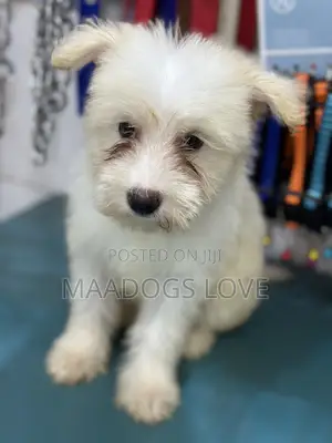 3-6 months Female Purebred Maltese