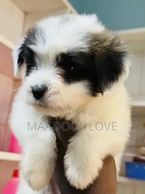 1-3 months Female Purebred Maltese