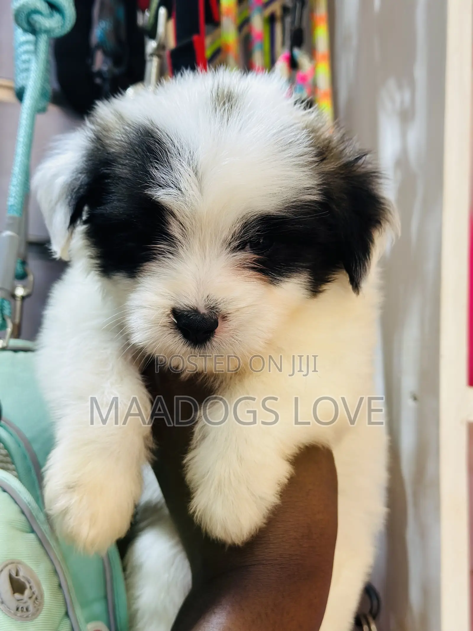1-3 months Female Purebred Maltese