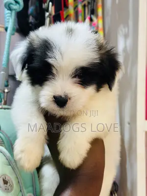 1-3 months Female Purebred Maltese