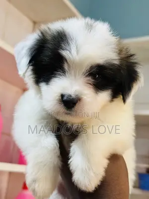 1-3 months Female Purebred Maltese