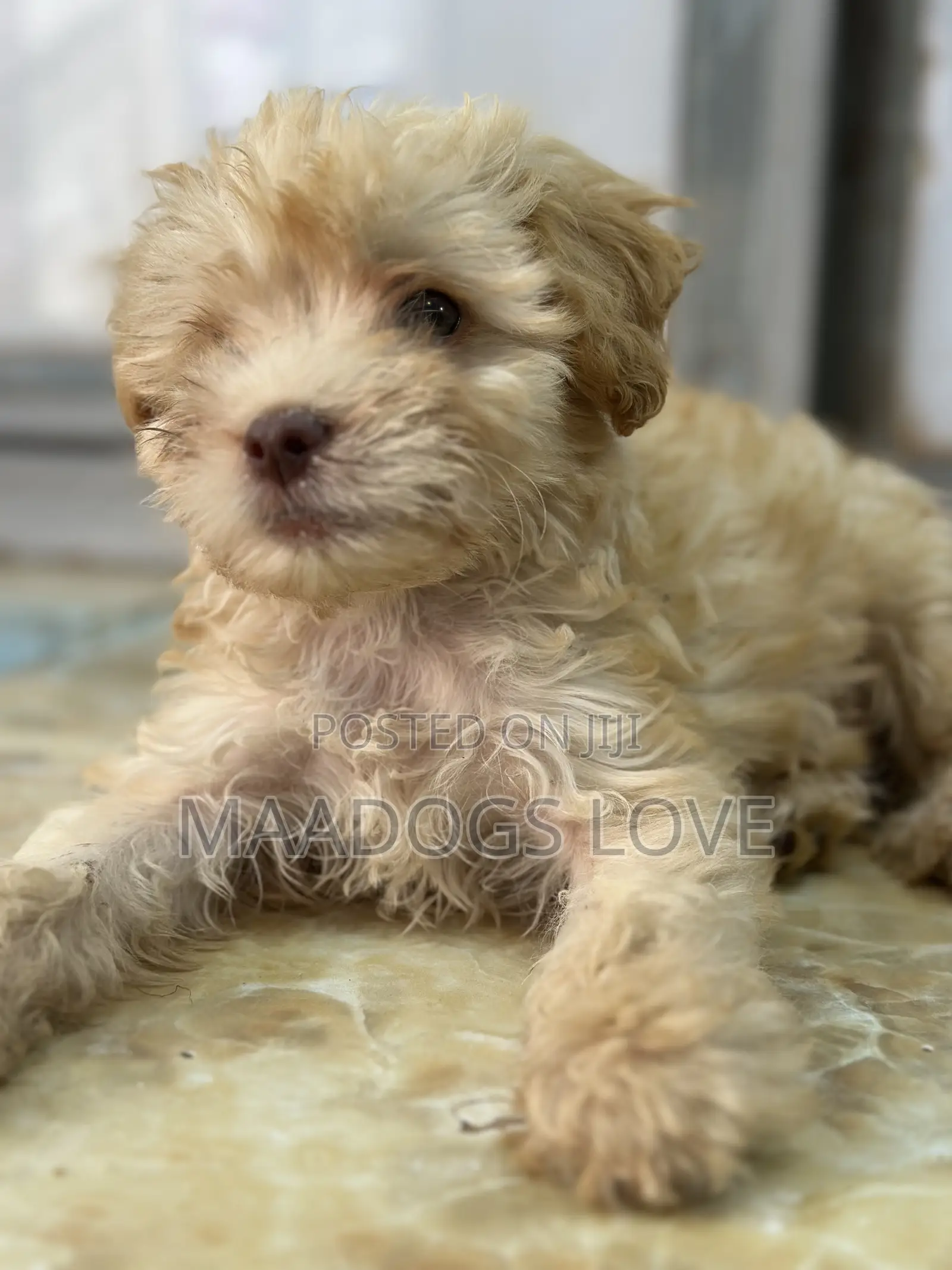 1-3 months Male Mixed Breed Maltipoo