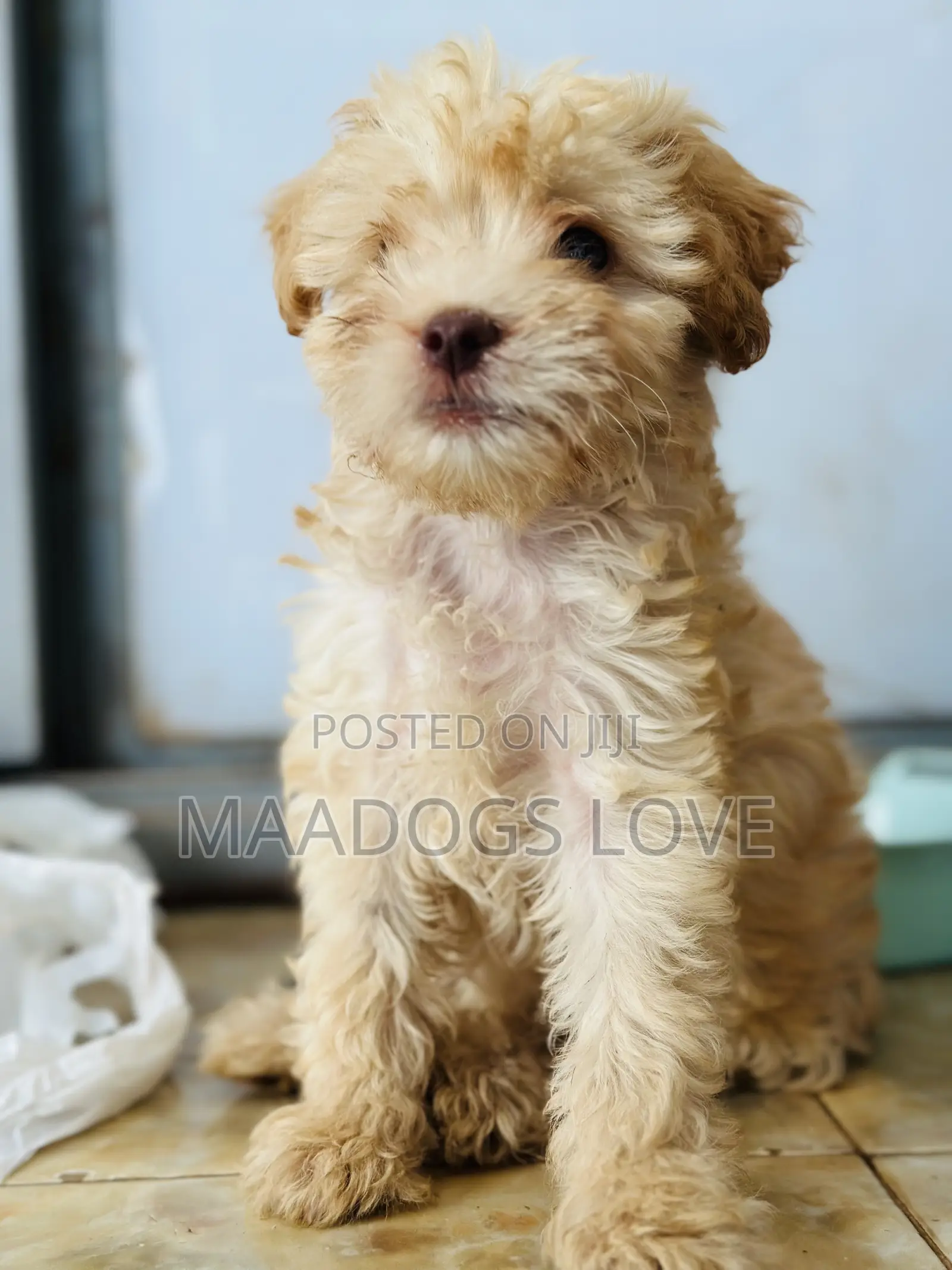 1-3 months Male Mixed Breed Maltipoo