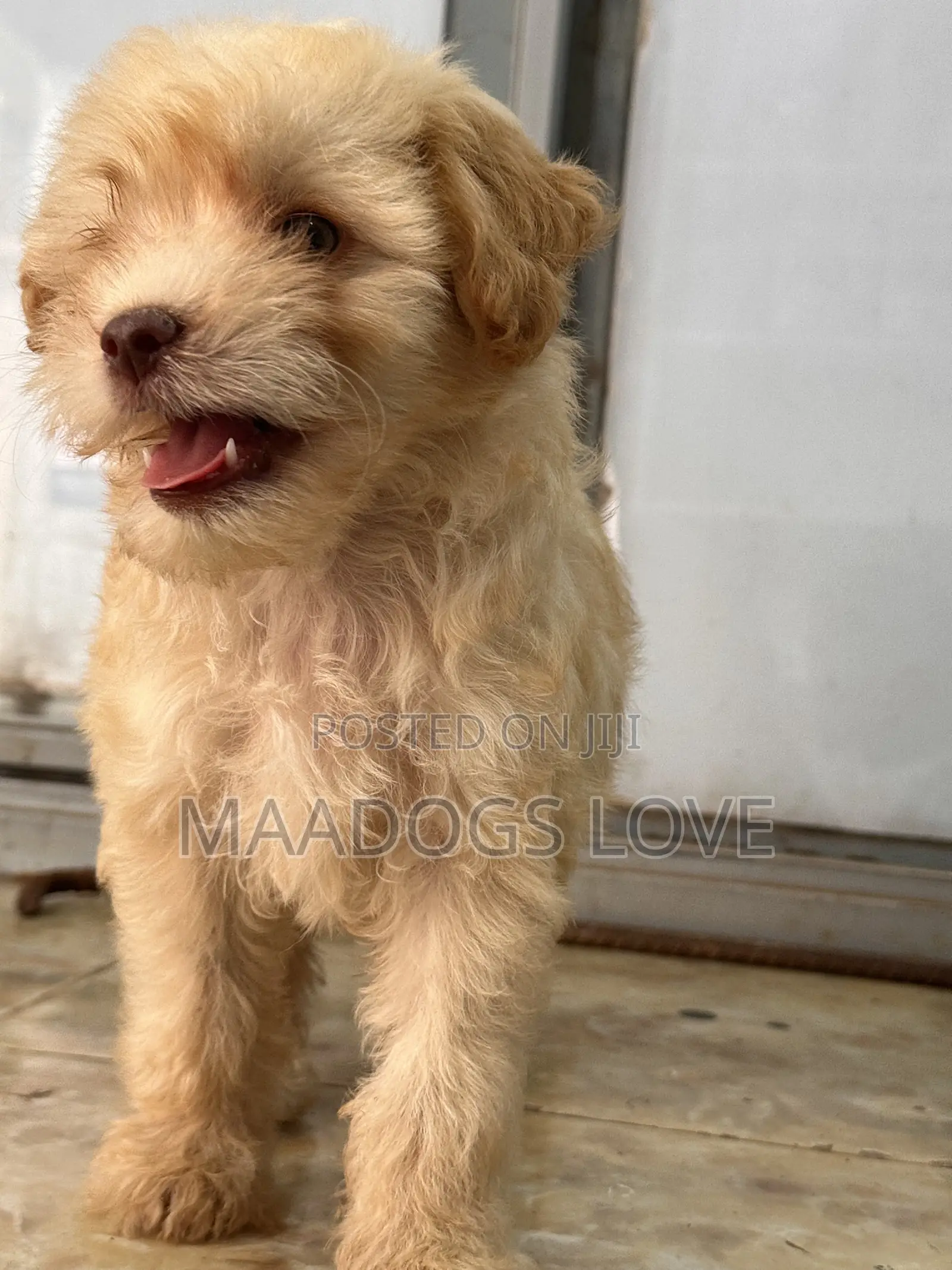 1-3 months Male Mixed Breed Maltipoo