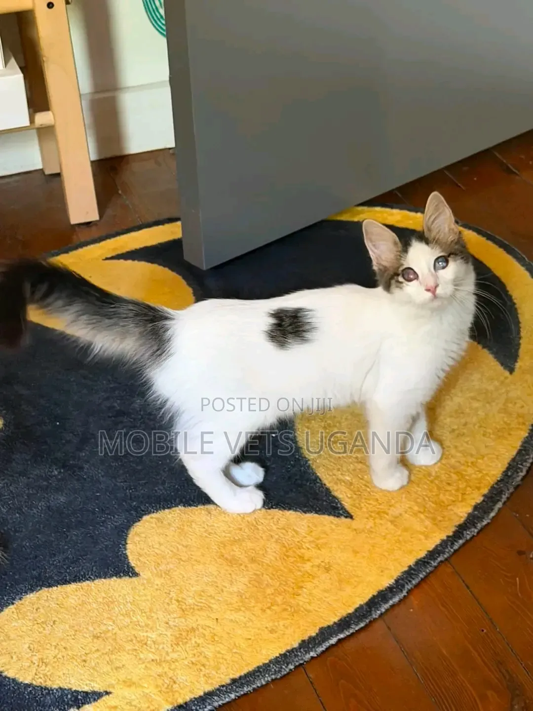 1-3 months Male Purebred Maine Coon