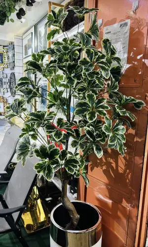 Artificial Decorative Plants – Affordable Stylish