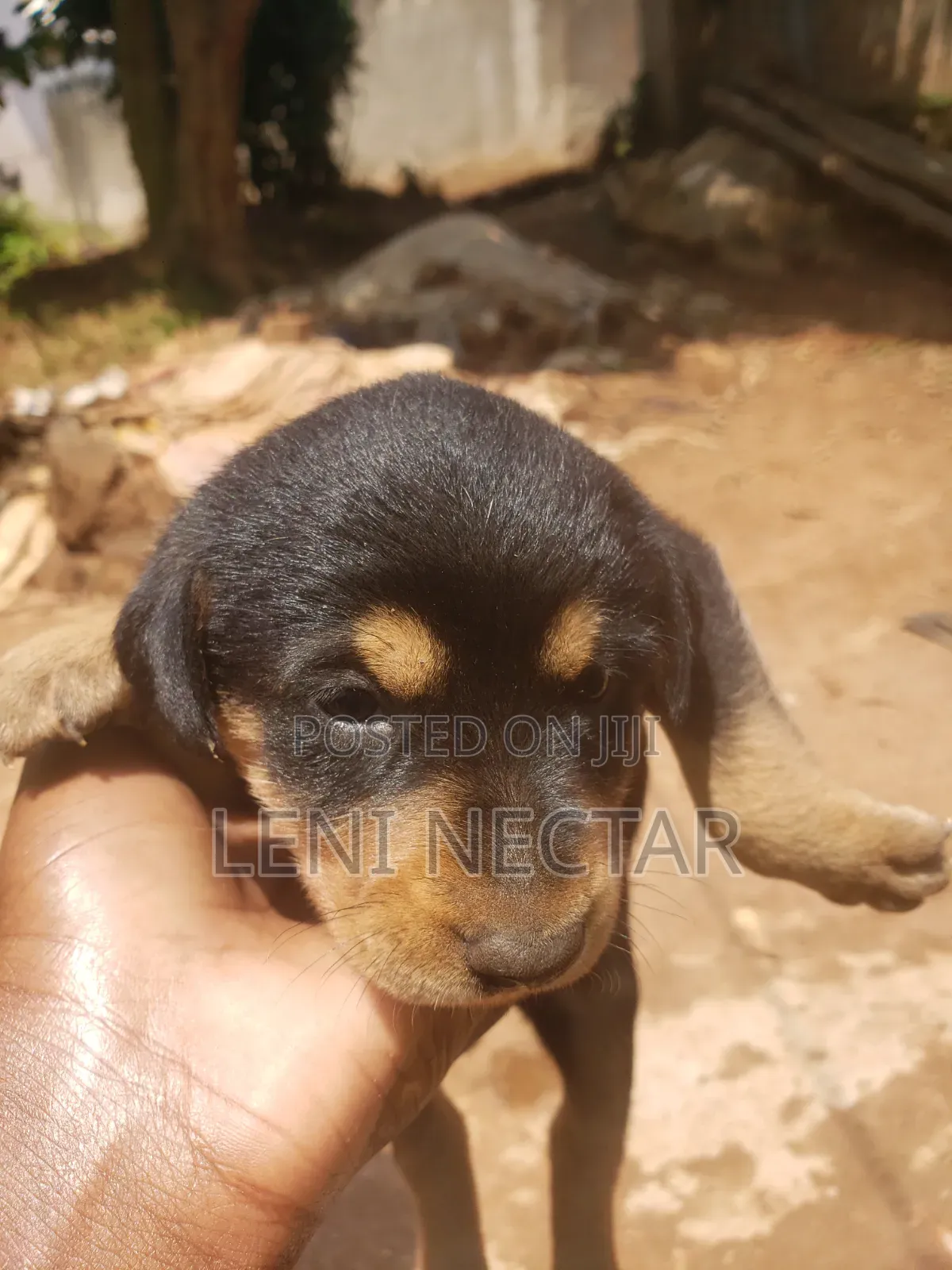 0-1 month Male Mixed Breed Boerboel