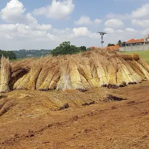 Savannah Thatching Grass