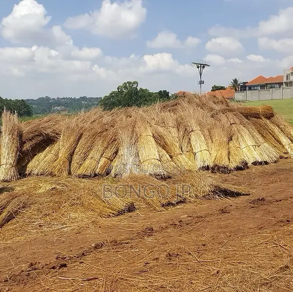Savannah Thatching Grass