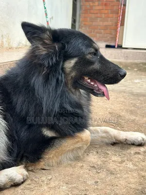 6-12 months Male Purebred German Shepherd