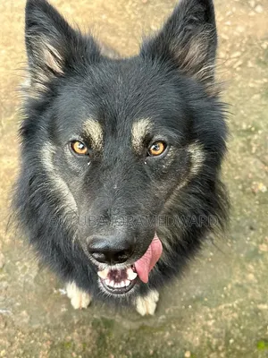 6-12 months Male Purebred German Shepherd